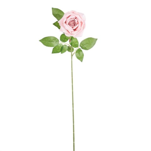 ROSA ELEONORE PINK CM73